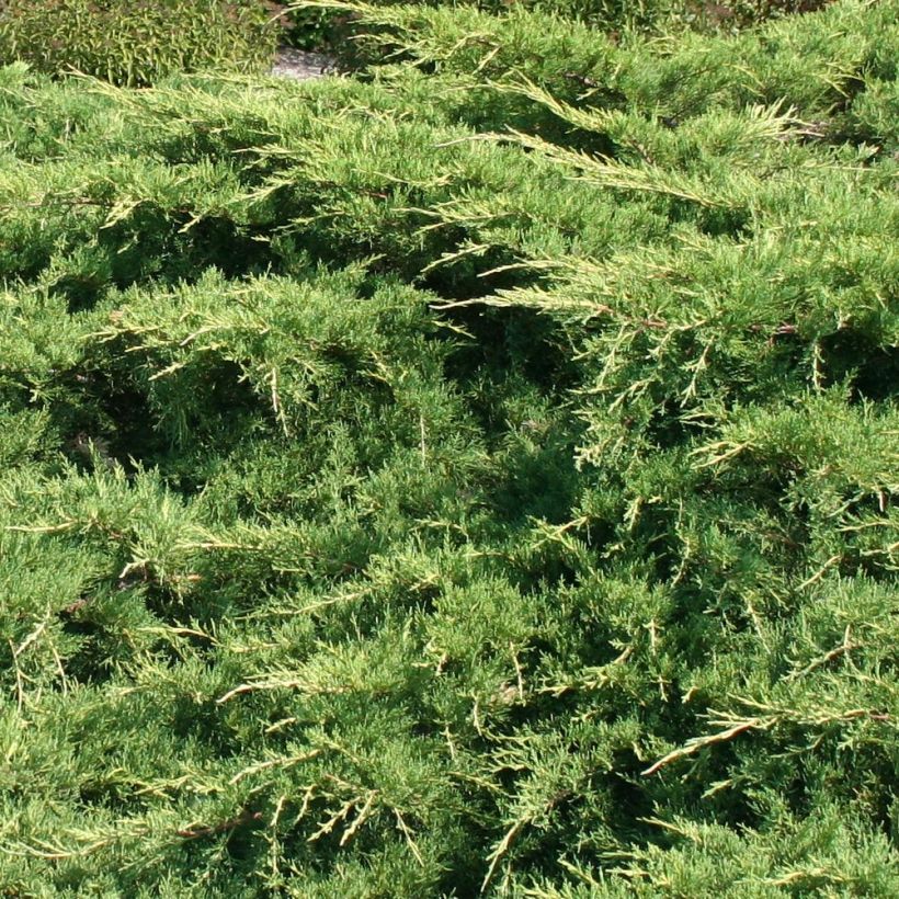 Juniperus media Pfitzeriana (Laub)