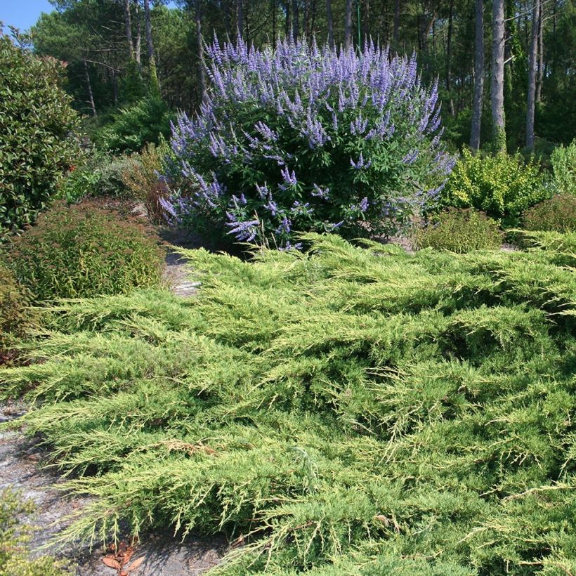 Juniperus media Pfitzeriana (Hafen)