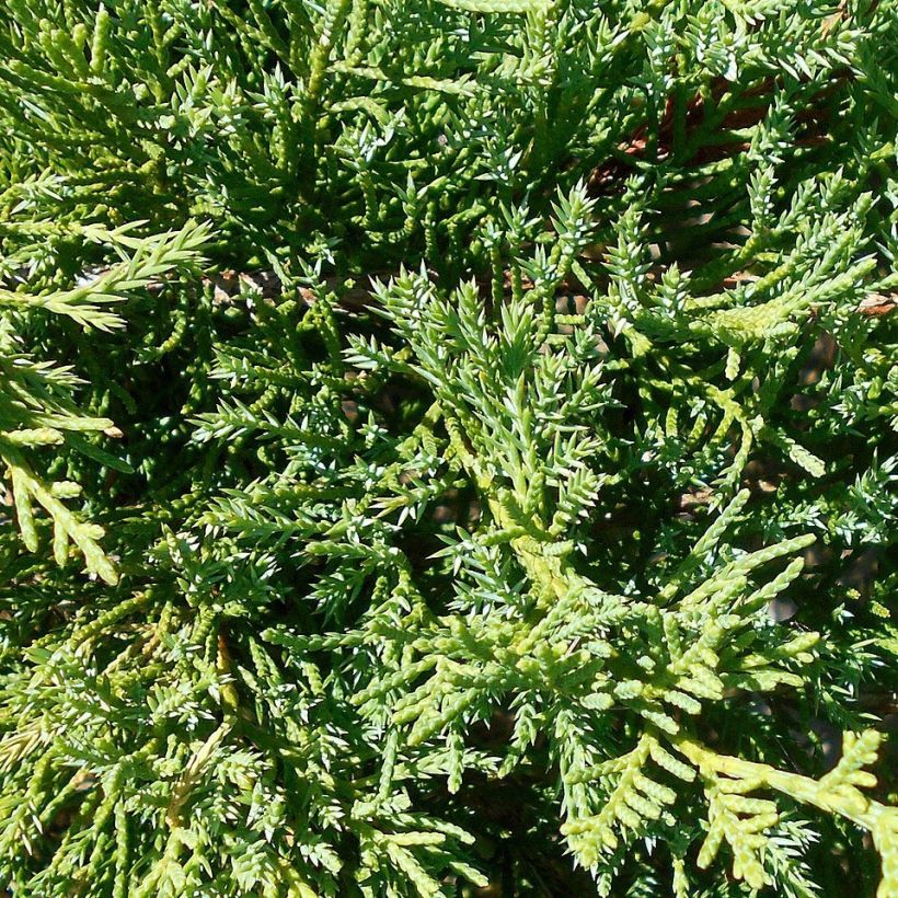 Juniperus pfitzeriana Compacta (Laub)