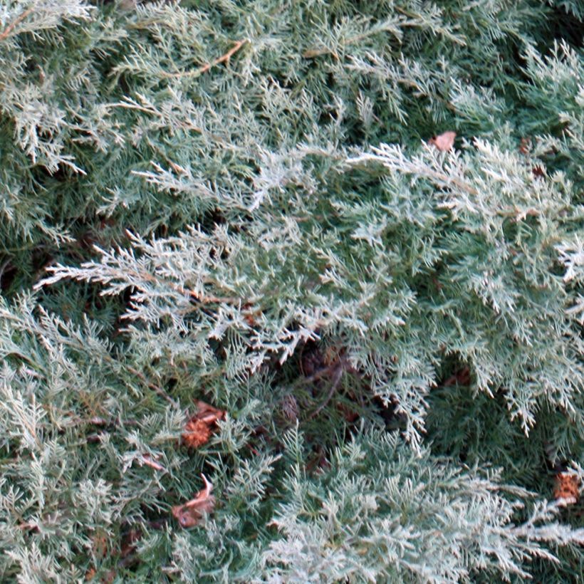 Juniperus pfitzeriana Glauca (Laub)