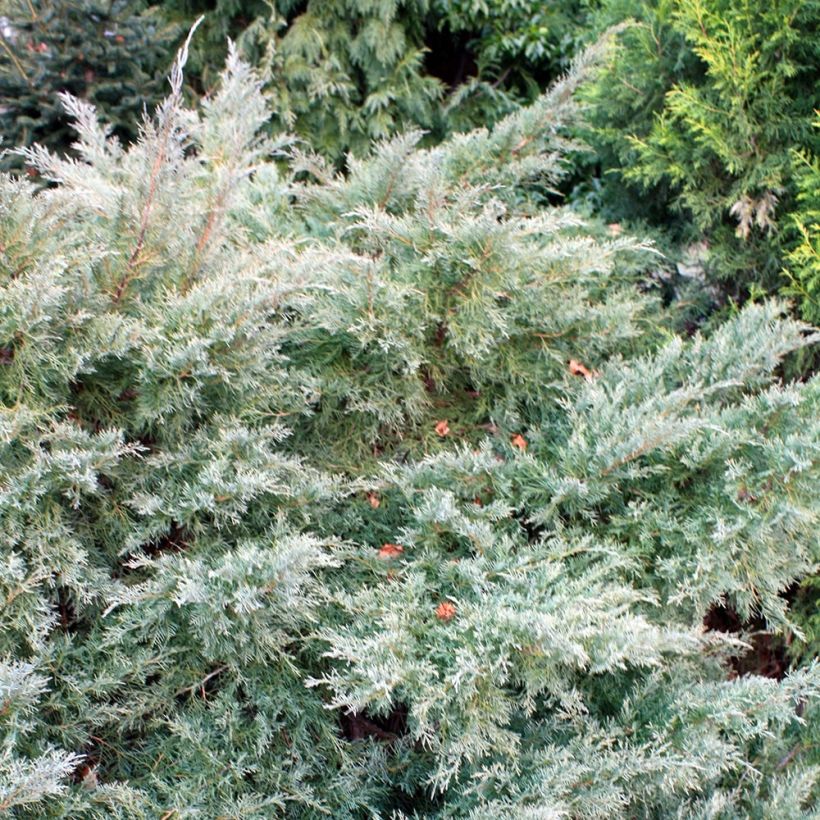 Juniperus pfitzeriana Glauca (Hafen)