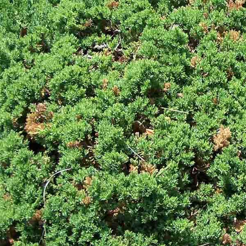 Juniperus procumbens Nana (Laub)