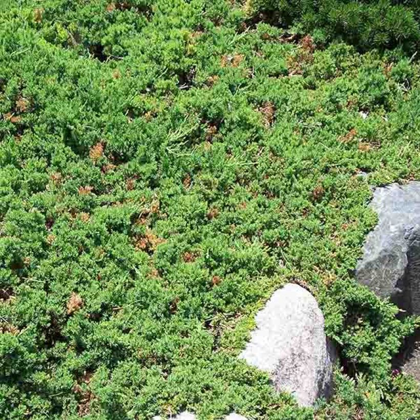 Juniperus procumbens Nana (Hafen)