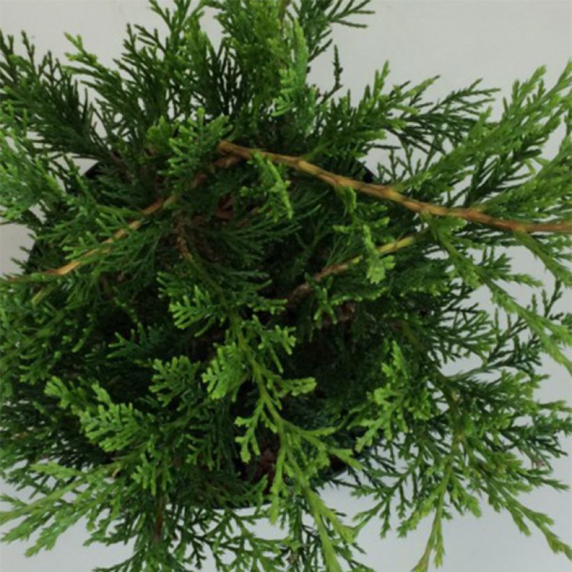 Juniperus sabina Rockery Gem (Laub)