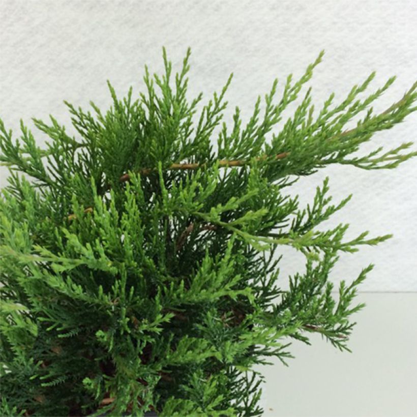 Juniperus sabina Rockery Gem (Hafen)