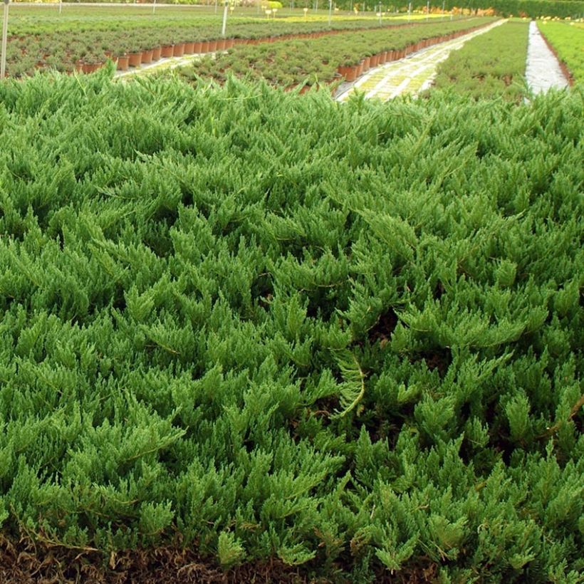 Juniperus sabina Tamariscifolia (Hafen)