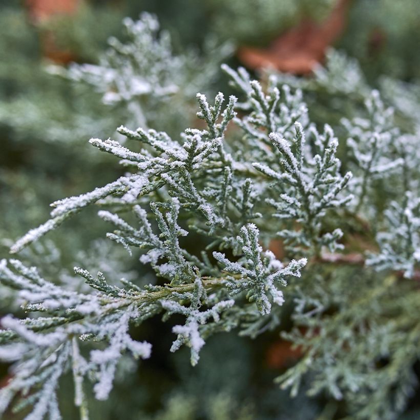 Juniperus scopulorum Moonglow (Laub)