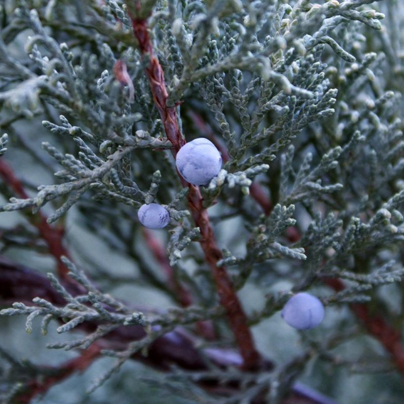 Juniperus scopulorum Moonglow (Ernte)