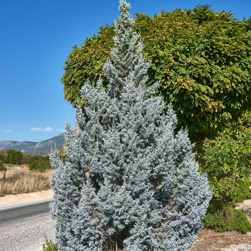 Juniperus scopulorum Moonglow (Hafen)