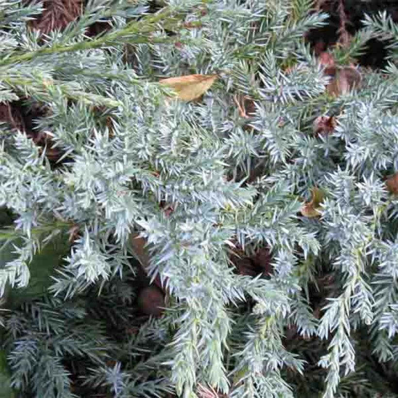 Juniperus squamata Blue Carpet (Laub)