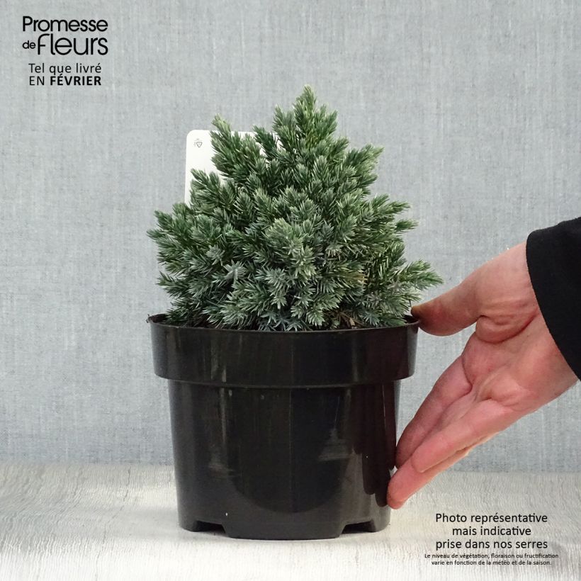 Exemplar von Juniperus squamata Blue Star - Pot de 2L wie im Winter geliefert