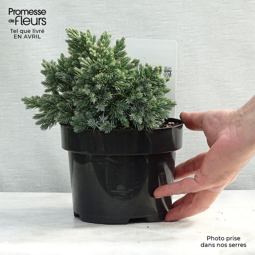 Exemplar von Juniperus squamata Blue Star - Genévrier écailleux Pot de 2L/3LHauteur livrée env. 15/20cm wie im Frühjahr geliefert