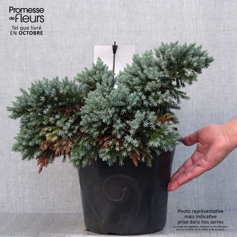 Exemplar von Juniperus squamata Blue Star - Pot de 7,5L/10L wie im Herbst geliefert