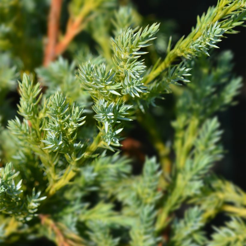 Juniperus squamata Blue Swede (Laub)