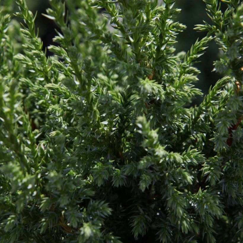 Juniperus squamata Loderi (Laub)