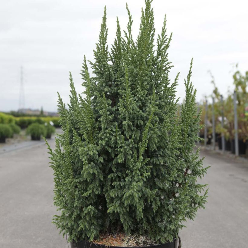 Juniperus squamata Loderi (Hafen)