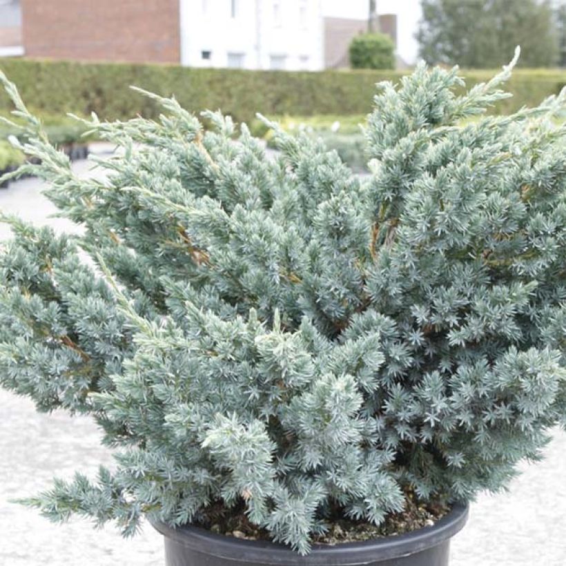 Juniperus squamata Meyeri (Laub)