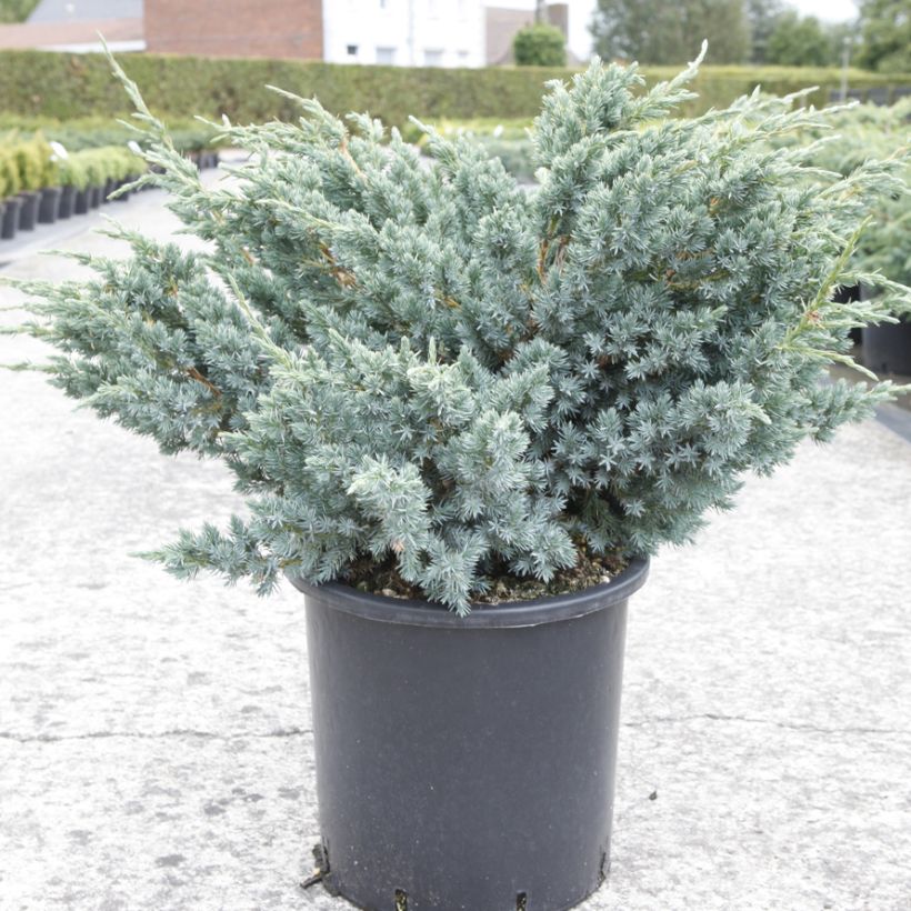 Juniperus squamata Meyeri (Hafen)