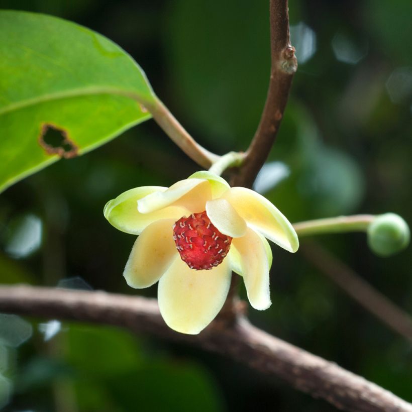 Kadsura japonica - Kugelfaden (Blüte)