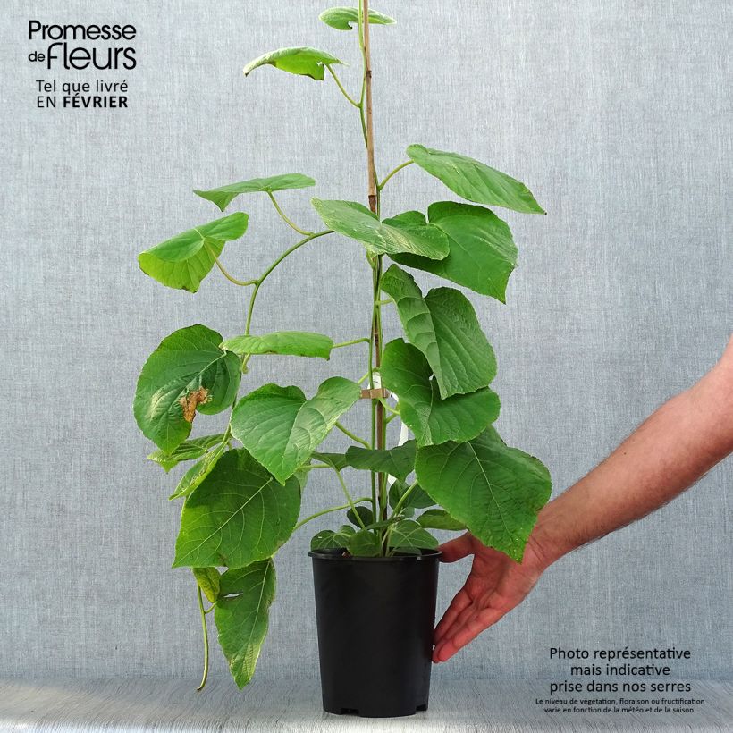 Exemplar von Kiwi - Actinidia deliciosa Kiwi Wonder Pot de 3L/4L wie im Herbst geliefert