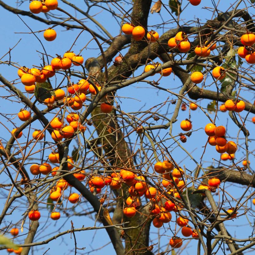 Kaki-Pflaume Costata - Diospyros kaki (Hafen)