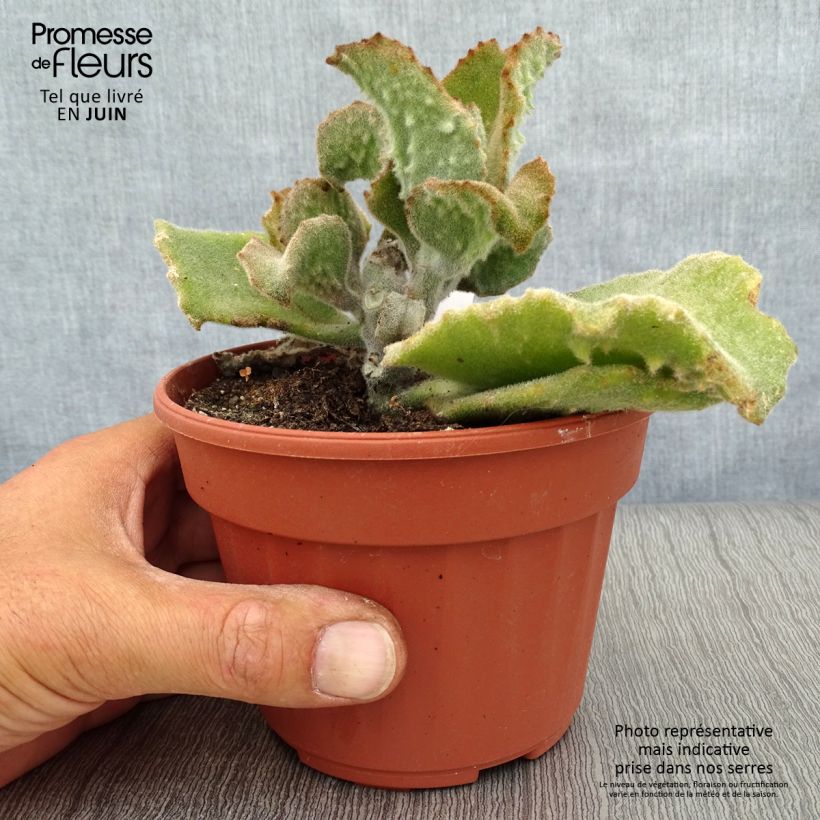 Exemplar von Kalanchoe beharensis subnuda wie im Sommer geliefert