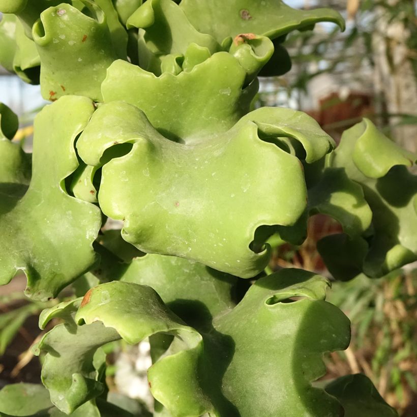 Kalanchoe beharensis subnuda (Laub)