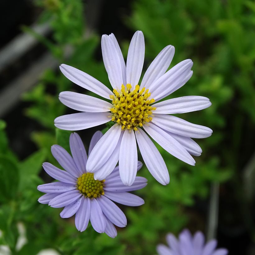 Schönaster Blue Star - Kalimeris incisa (Blüte)