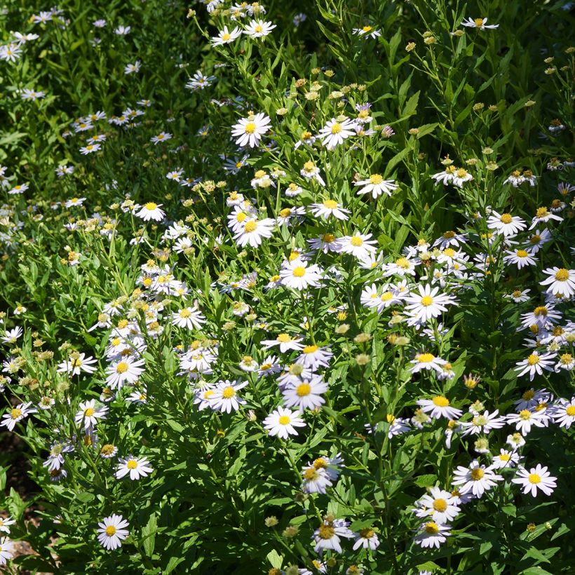 Schönaster Blue Star - Kalimeris incisa (Hafen)