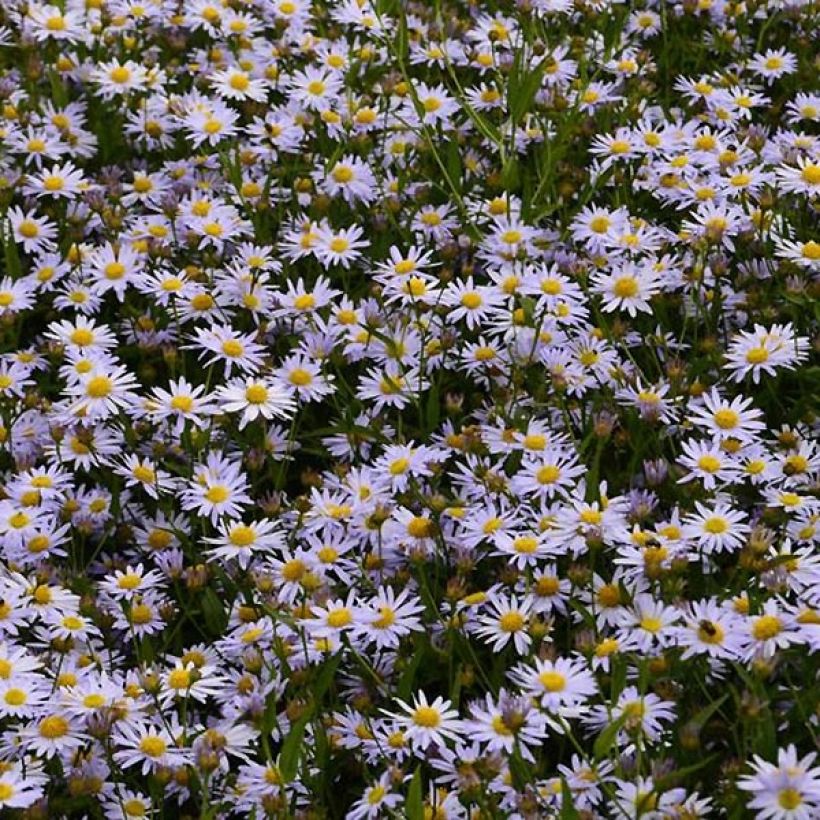 Schönaster Charlotte - Kalimeris incisa (Blüte)