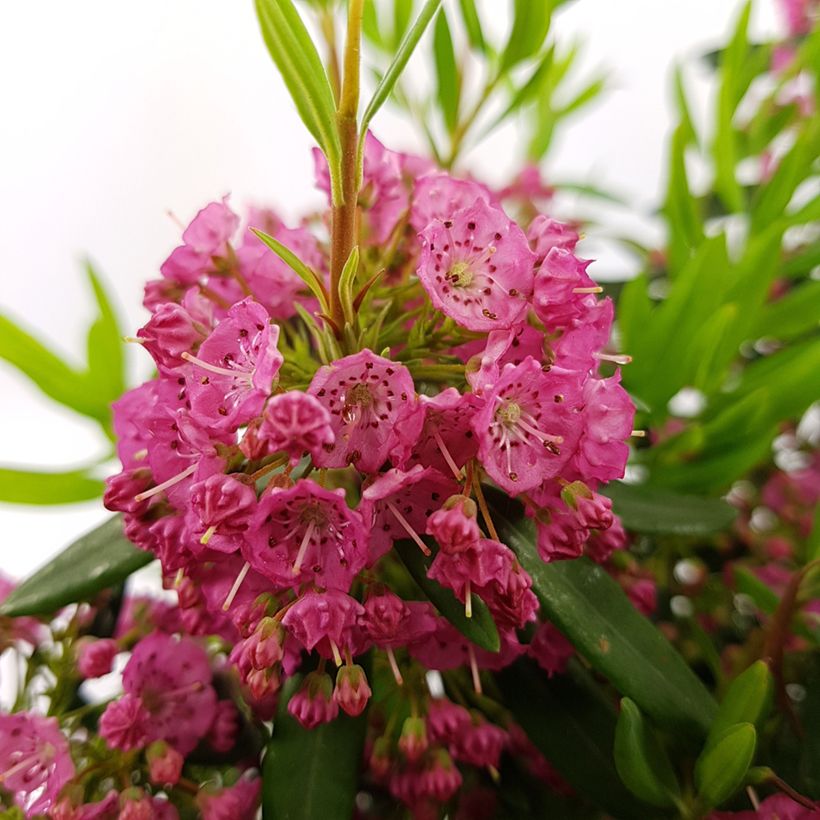 Kalmia angustifolia Rubra - Schmalblättrige Lorbeerrose (Blüte)