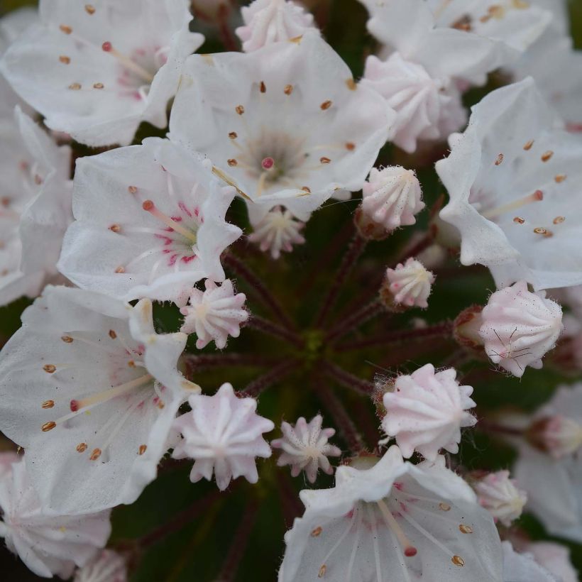 Lorbeerrose Elf - Kalmia latifolia (Blüte)