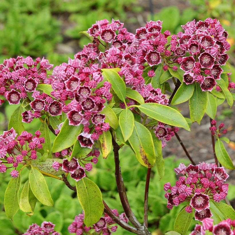 Lorbeerrose Latchmin - Kalmia latifolia (Blüte)