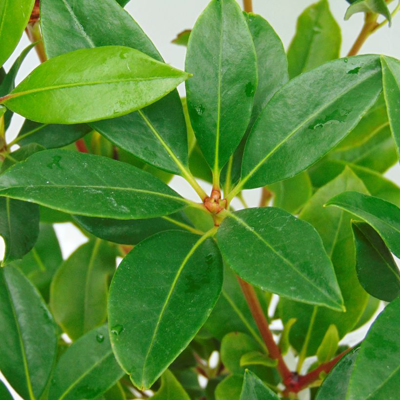 Lorbeerrose Olympic Fire - Kalmia latifolia (Laub)