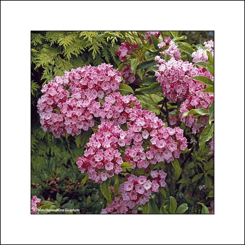 Lorbeerrose Otsbo Red - Kalmia latifolia (Blüte)