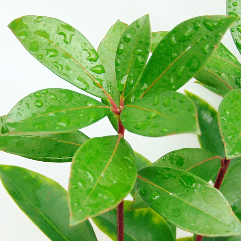 Lorbeerrose Peppermint - Kalmia latifolia (Laub)