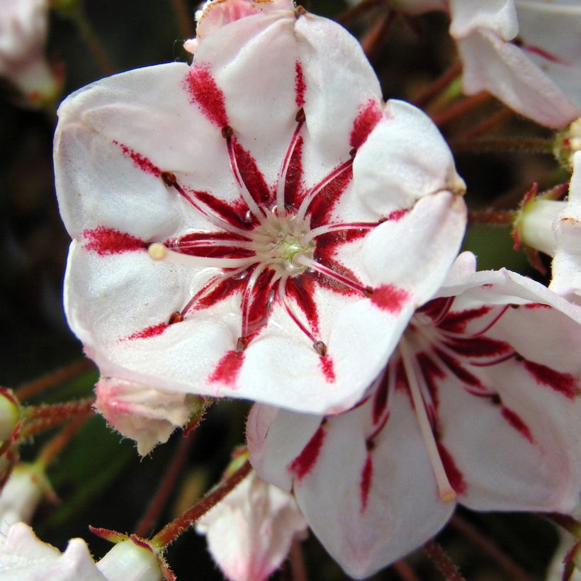 Lorbeerrose You Can - Kalmia latifolia (Blüte)