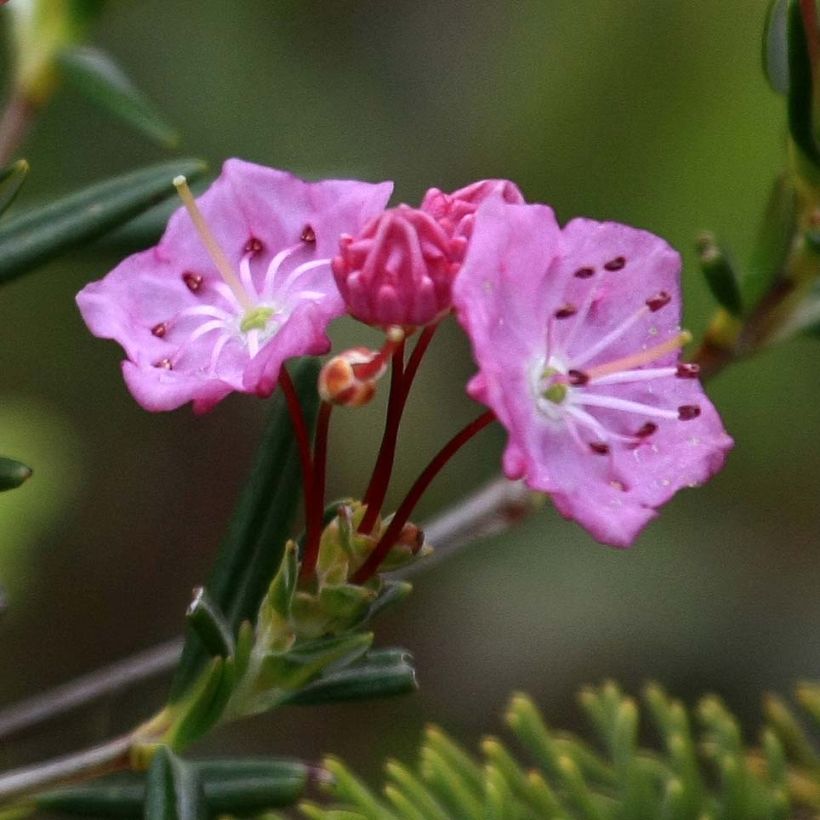 Zwerg-Berglorbeer - Kalmia polifolia (Blüte)