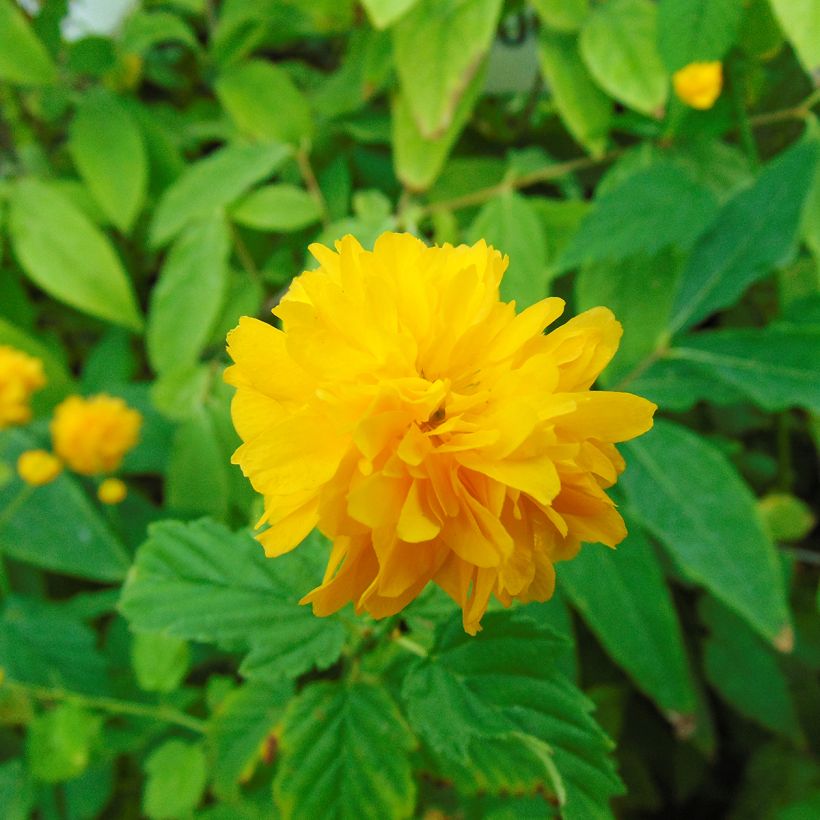 Goldröschen Pleniflora - Kerria japonica (Blüte)