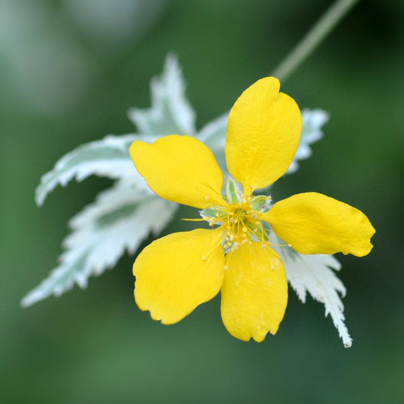 Goldröschen Picta - Kerria japonica (Blüte)