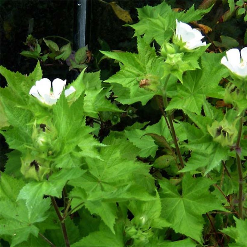 Kitaibelia vitifolia - Weinblättrige Scheinmalve (Laub)