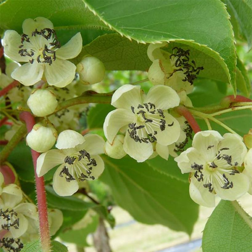 Actinidia arguta Nostino - Zwerg Kiwi (Ernte)