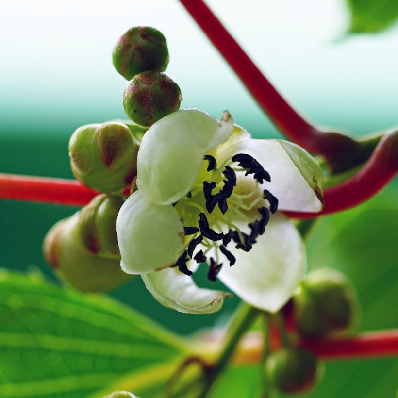 Actinidia arguta Prince Jumbo - Zwerg Kiwi (Blüte)