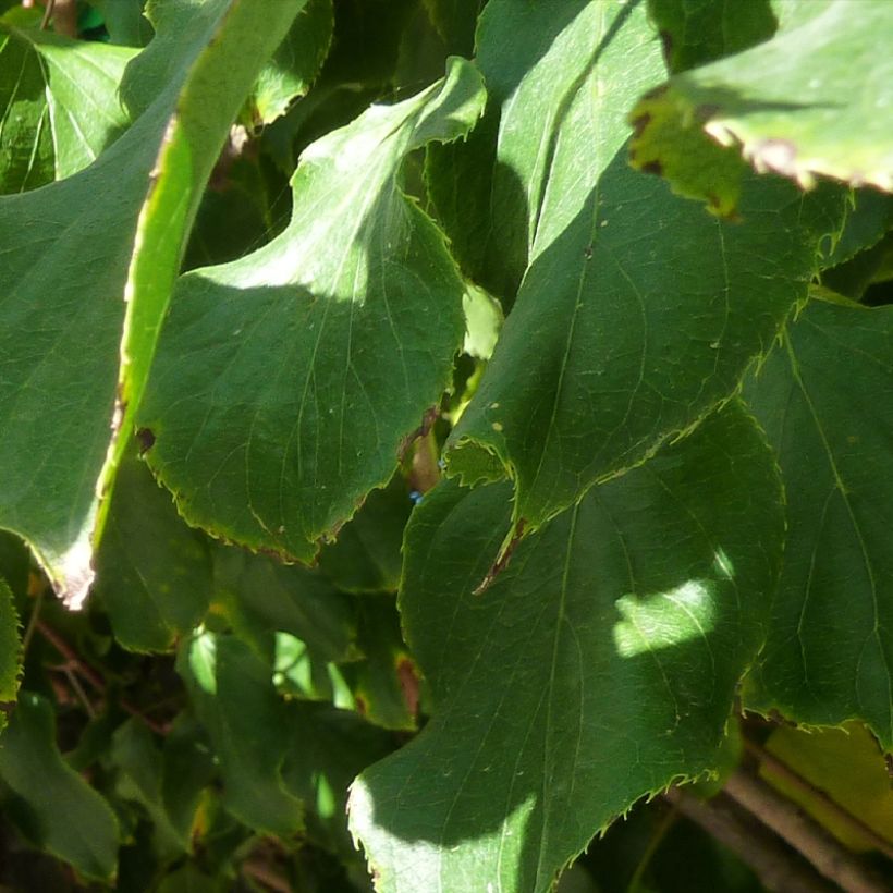 Actinidia arguta Red Jumbo - Zwerg Kiwi (Laub)