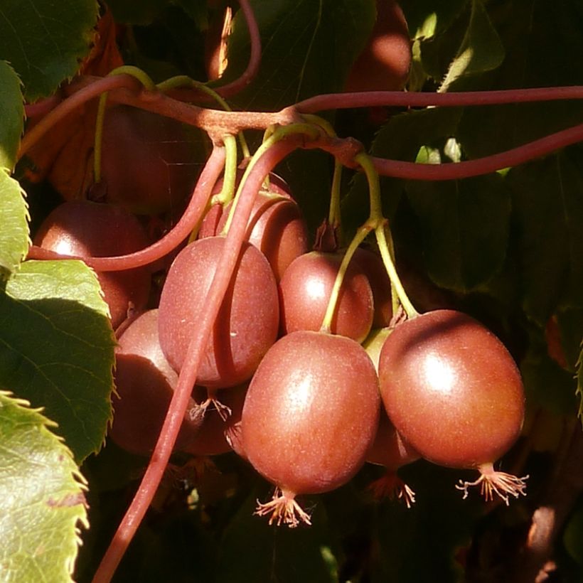 Actinidia arguta Red Jumbo - Zwerg Kiwi (Ernte)