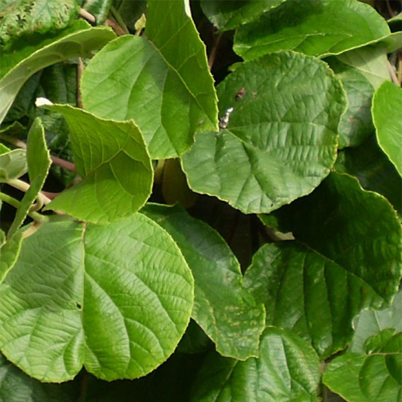 Actinidia deliciosa Atlas - Chinesischer Strahlengriffel (Laub)