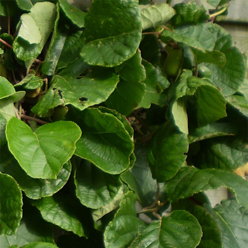 Actinidia chinensis Golden Delight (Weiblich) - Chinesischer Strahlengriffel (Laub)