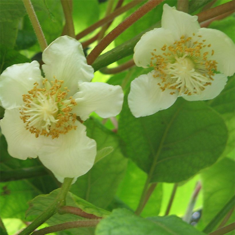 Actinidia chinensis Golden Delight (Weiblich) - Chinesischer Strahlengriffel (Blüte)