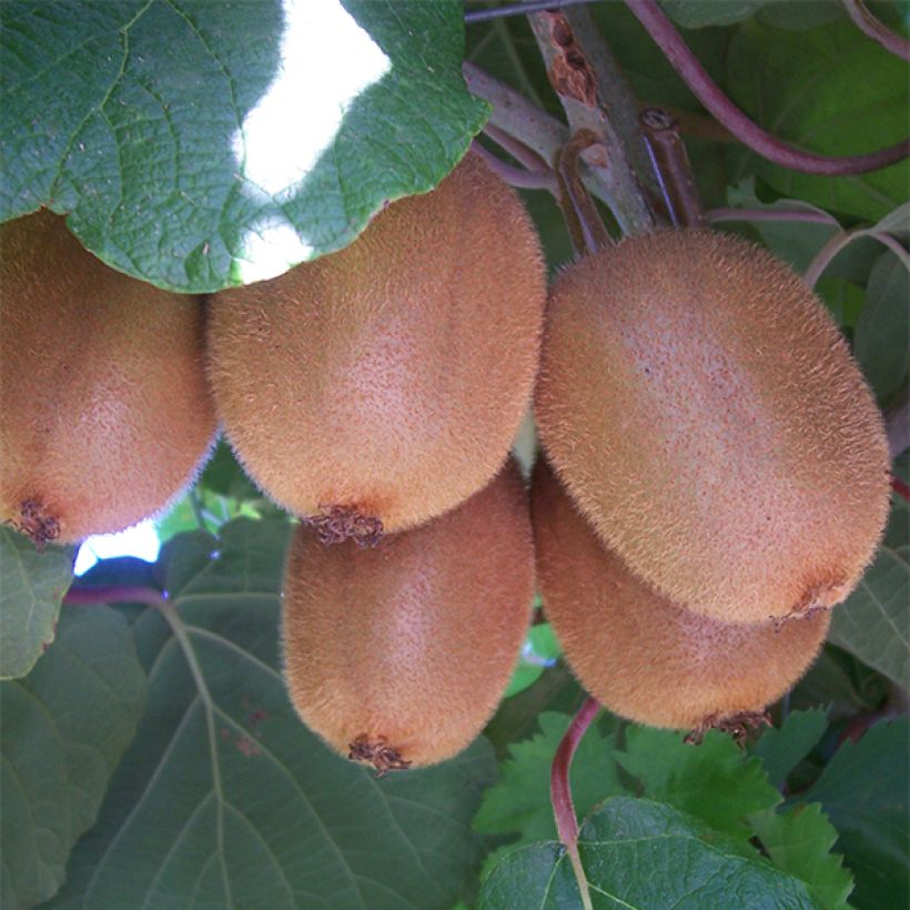 Actinidia chinensis Golden Delight (Weiblich) - Chinesischer Strahlengriffel (Ernte)