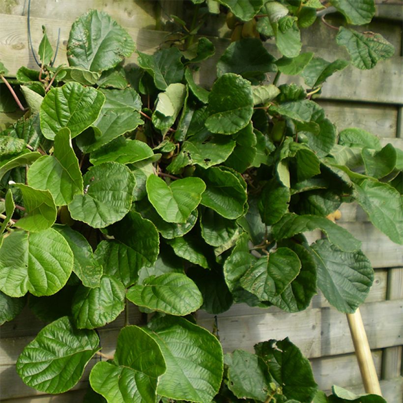 Actinidia chinensis Golden Delight (Weiblich) - Chinesischer Strahlengriffel (Hafen)